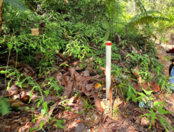 Kecamatan Murung Laksanakan Kegiatan Pemantauan Tata Batas Desa Muara Jalan Dan Muara Untu