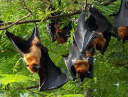 Dinkes Kalteng Sampaikan Kemenkes Terbitkan Pedoman Pengelolaan Penyakit Virus Nipah