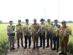 Pemprov Kalteng Dukung Program Optimalisasi Lahan Melalui Panen Raya Demplot Padi